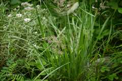 Calamagrostis scabrescens